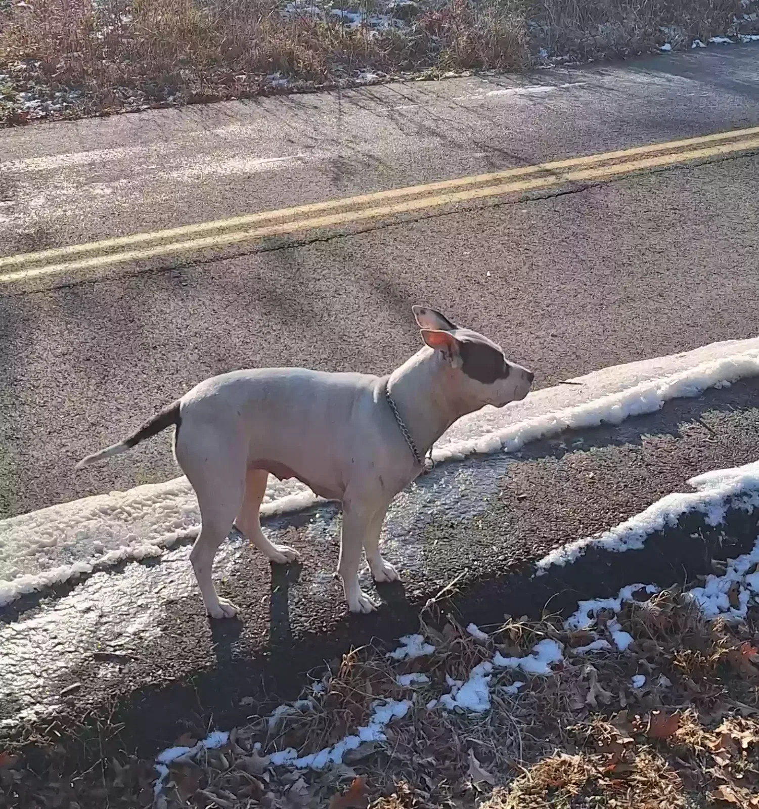 Found dog in Conway, AR, 72032