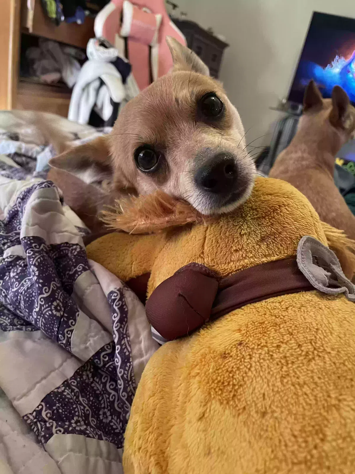 Lost dog in Van Alstyne, TX, 75495