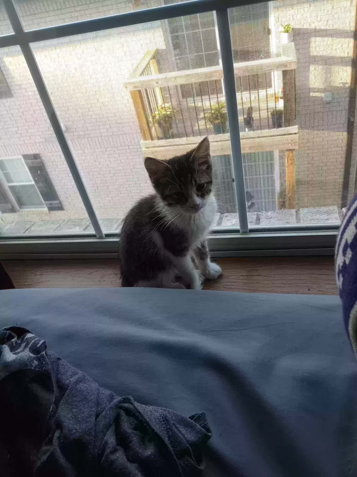 Lost cat in Springfield, MO, 65802