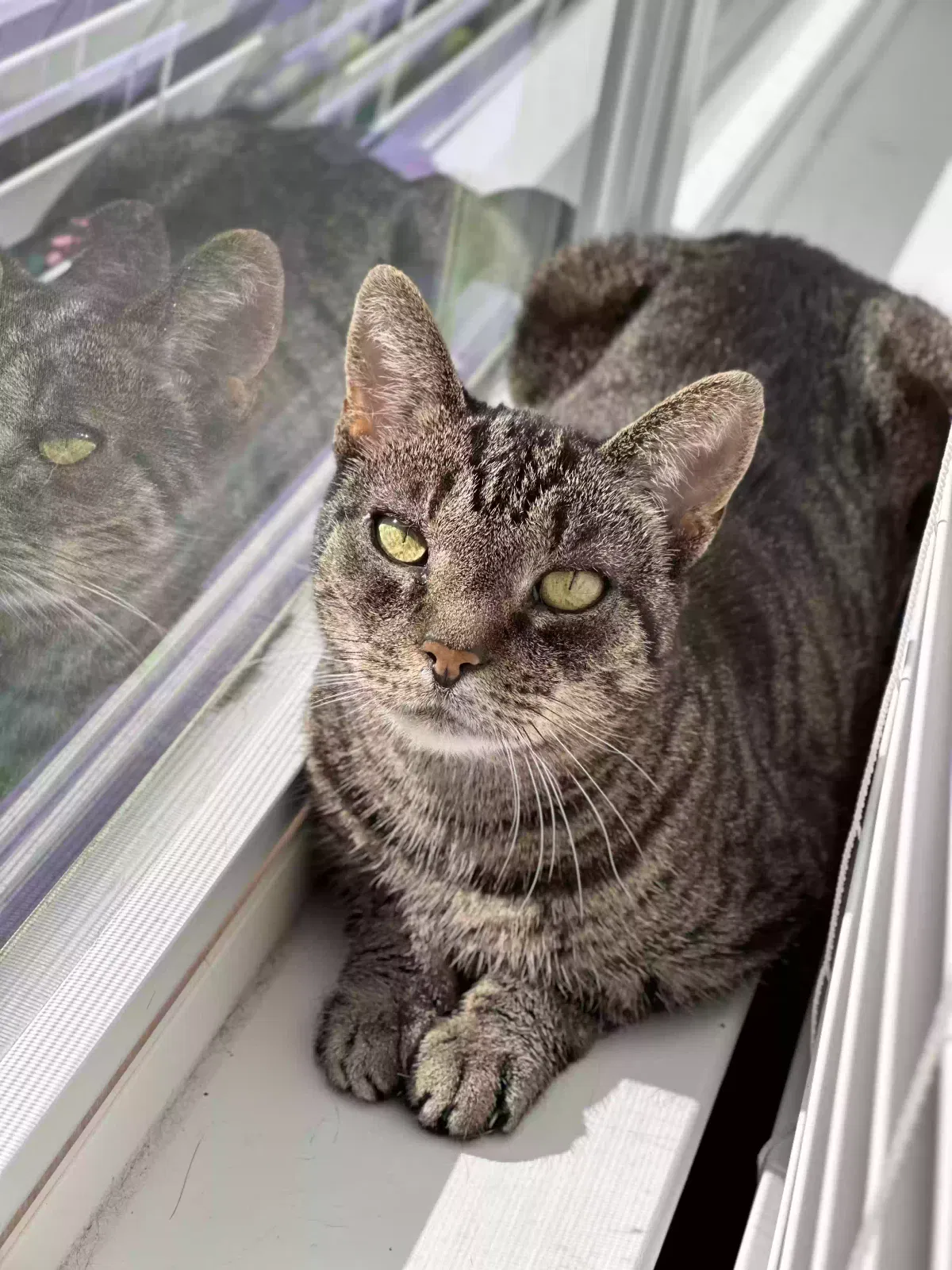 Lost cat in Durham, NC, 27703