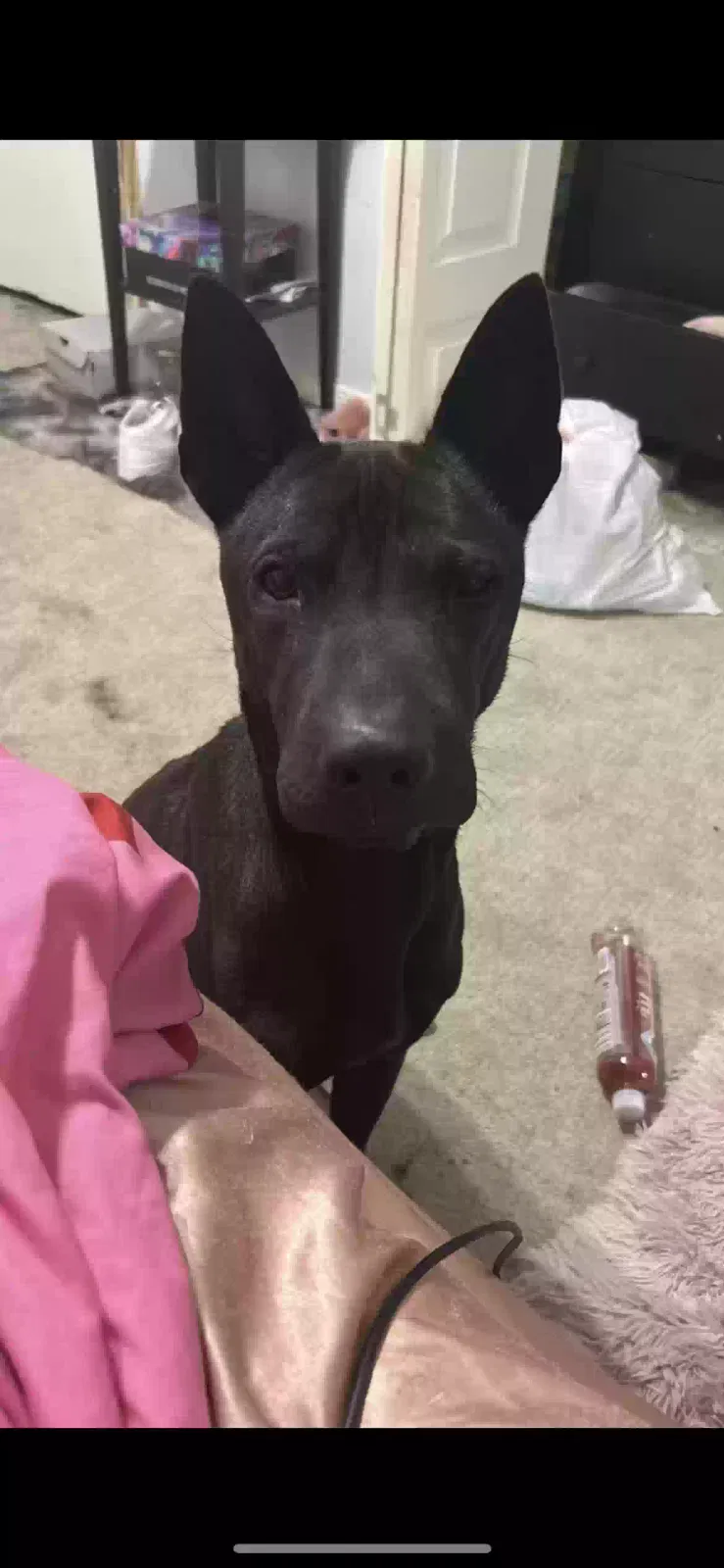Lost dog in Houston, TX, 77073