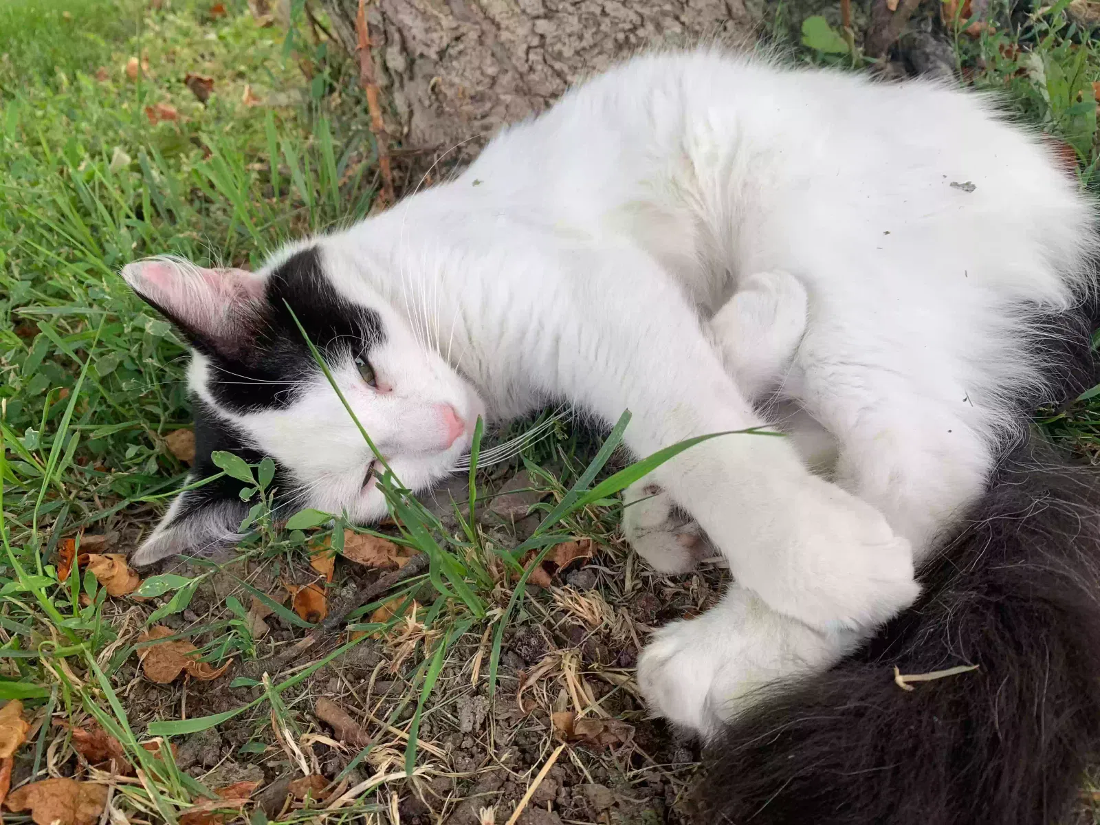 Lost cat in Bellefontaine, OH, 43311