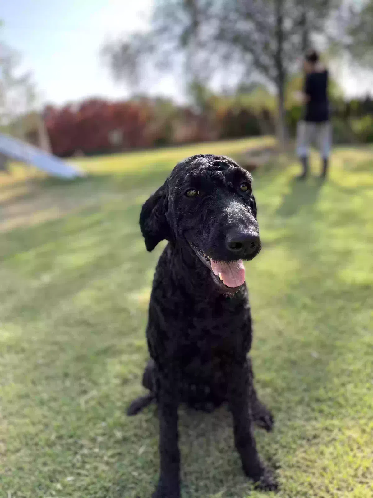 Lost dog in Clovis, CA, 93619
