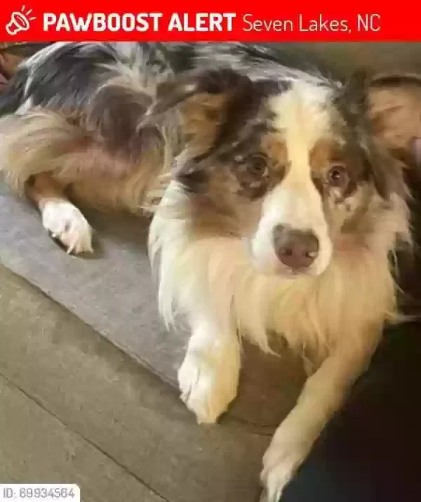 Lost dog in West End, NC, 27376