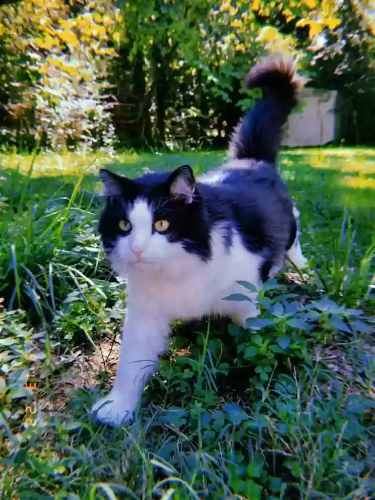 Lost cat in Cary, NC, 27511