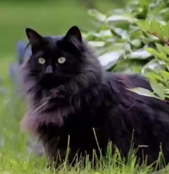 Lost cat in Waynesburg, PA, 15370