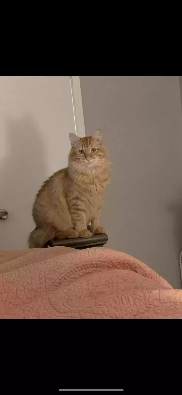 Lost cat in Burleson, TX, 76028