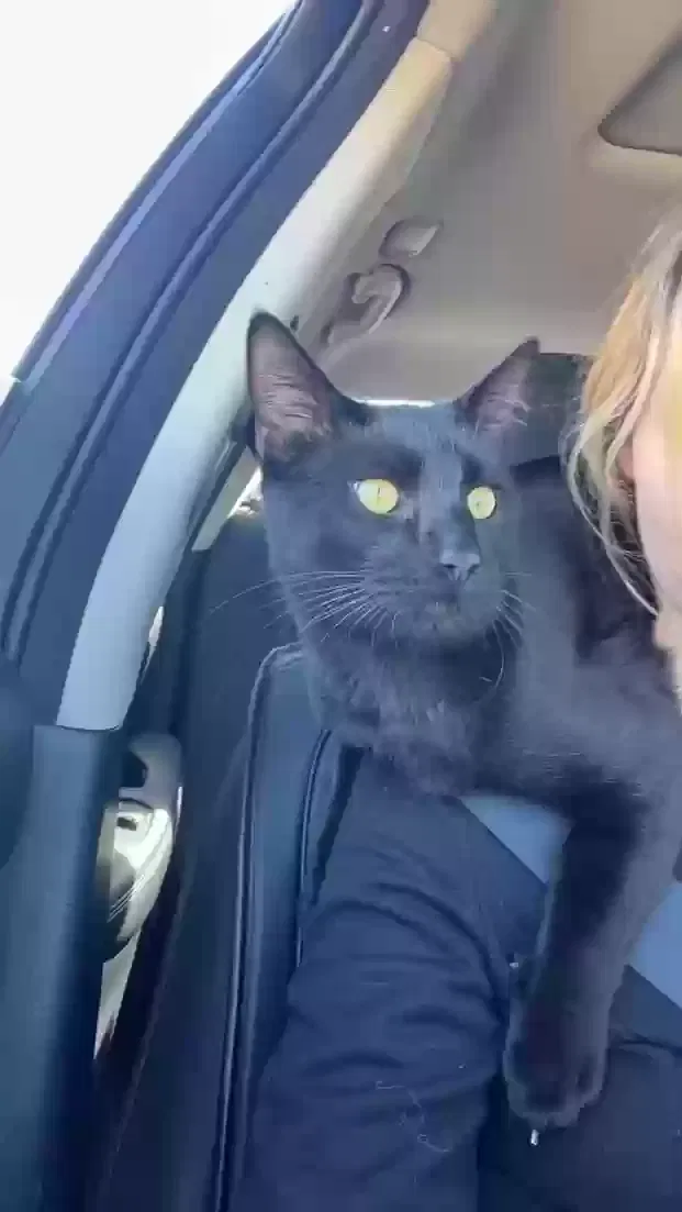 Lost cat in Fontana, CA, 92336