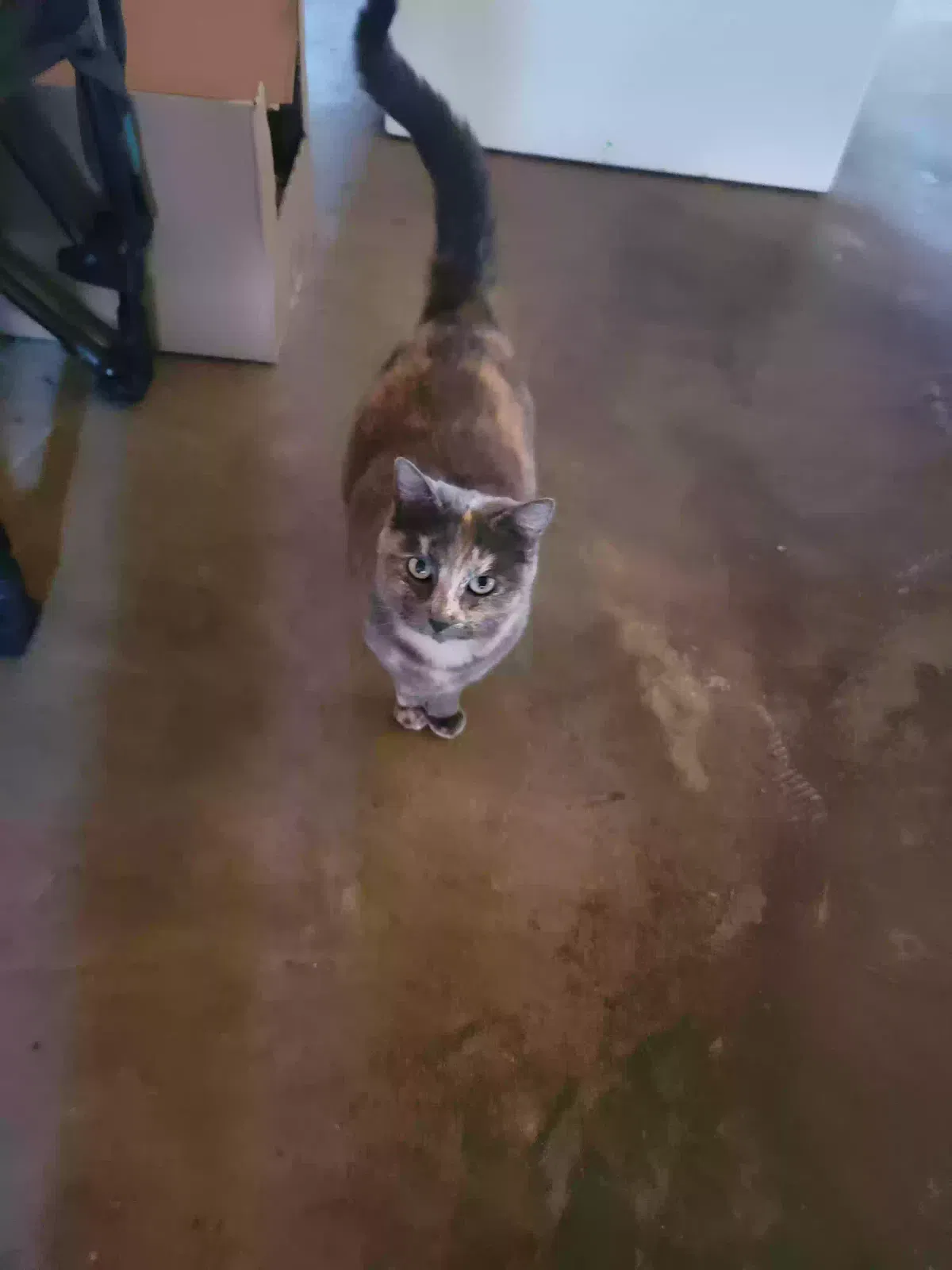 Found cat in Mountain View, MO, 65548