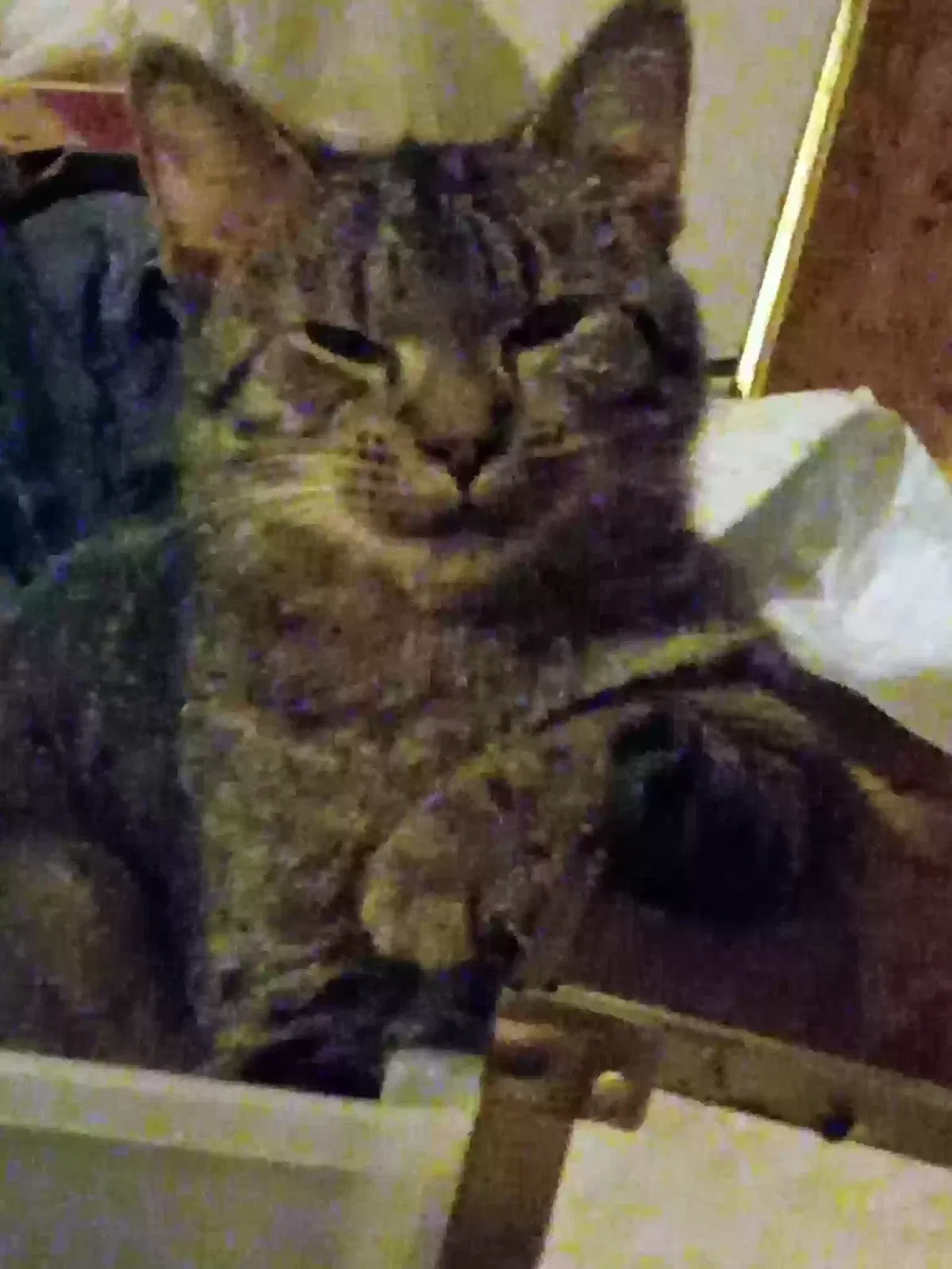 Lost cat in Denton, NC, 27239