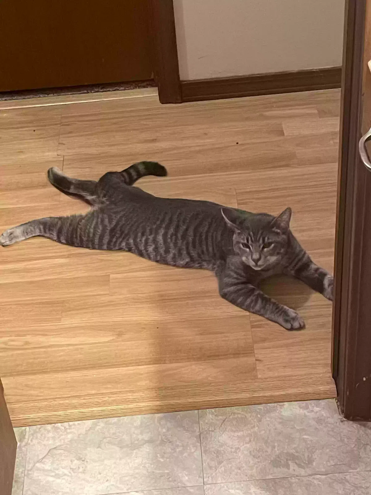 Lost cat in Stillwater, OK, 74075