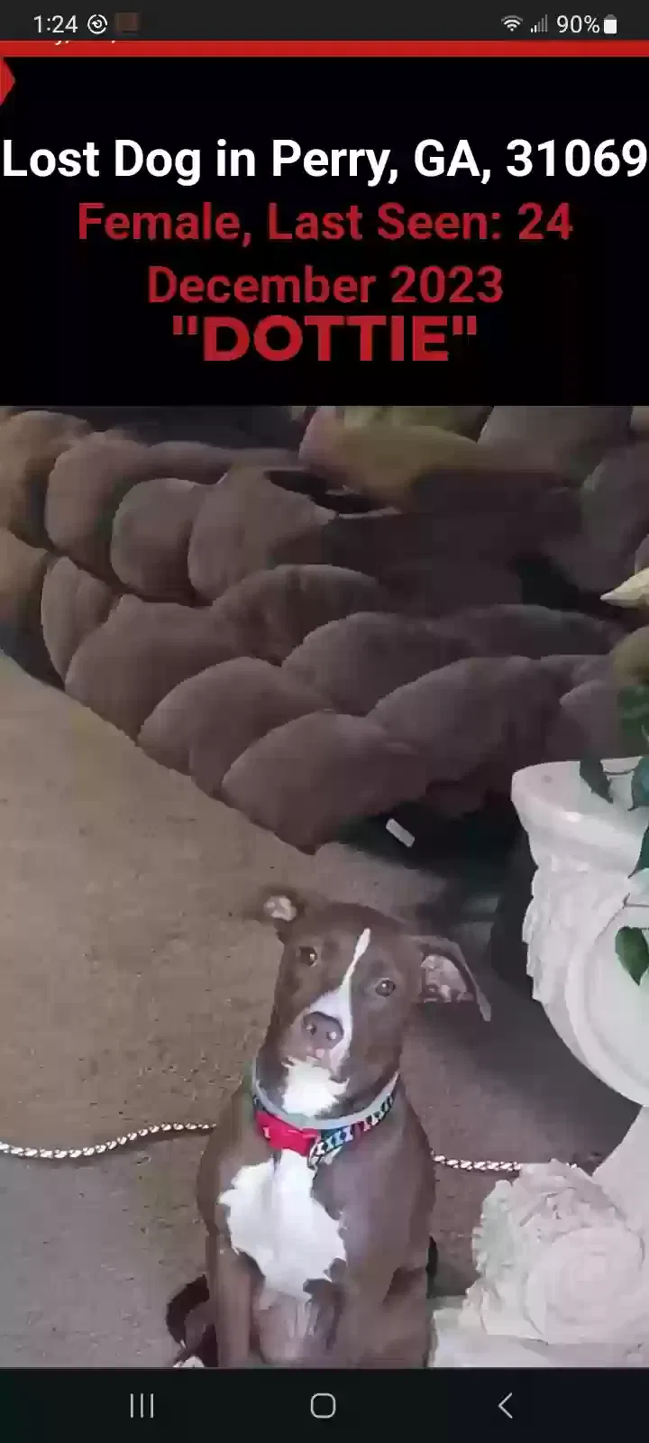 Lost dog in Perry, GA, 31069