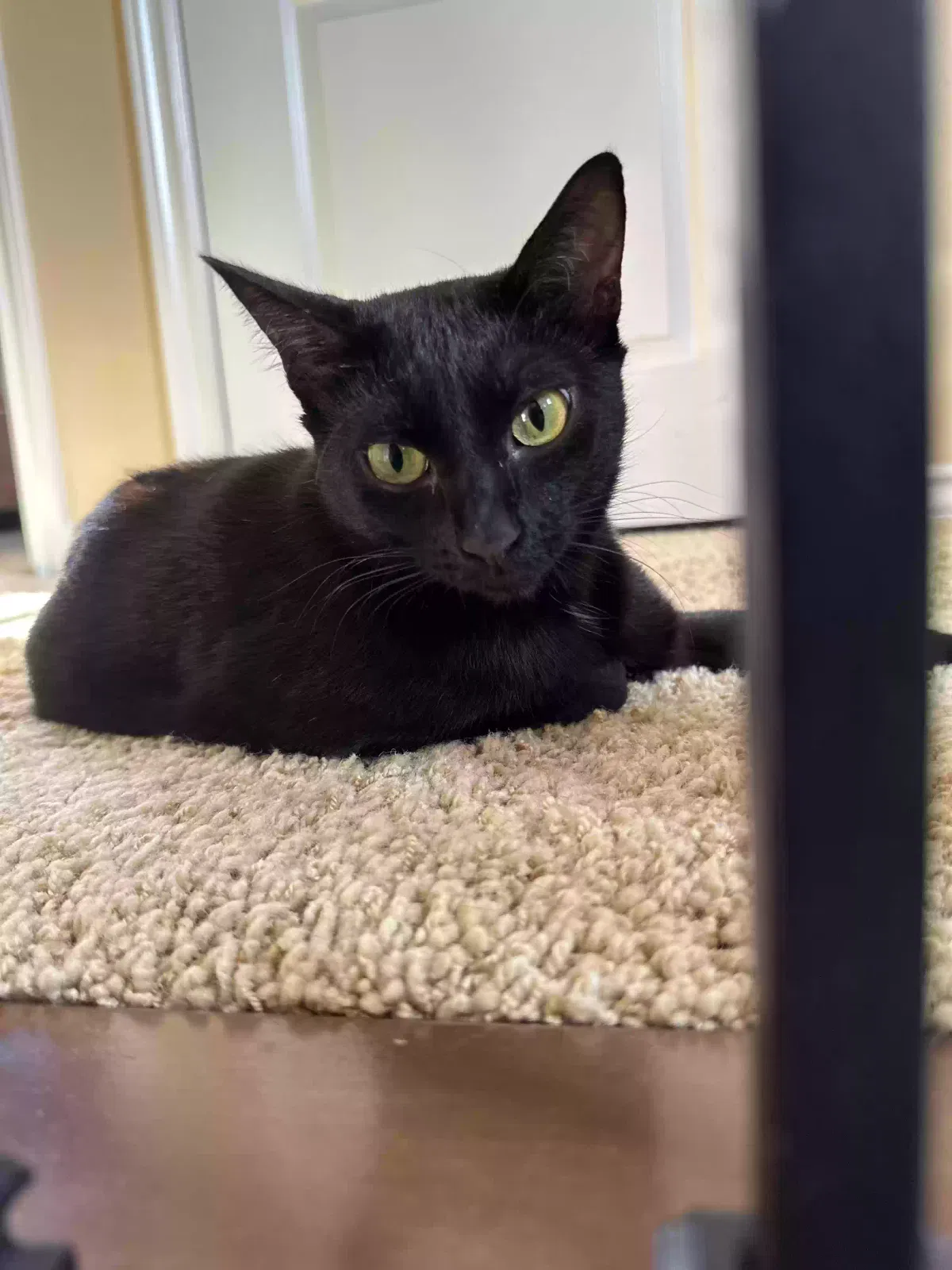 Lost cat in Irvine, CA, 92620