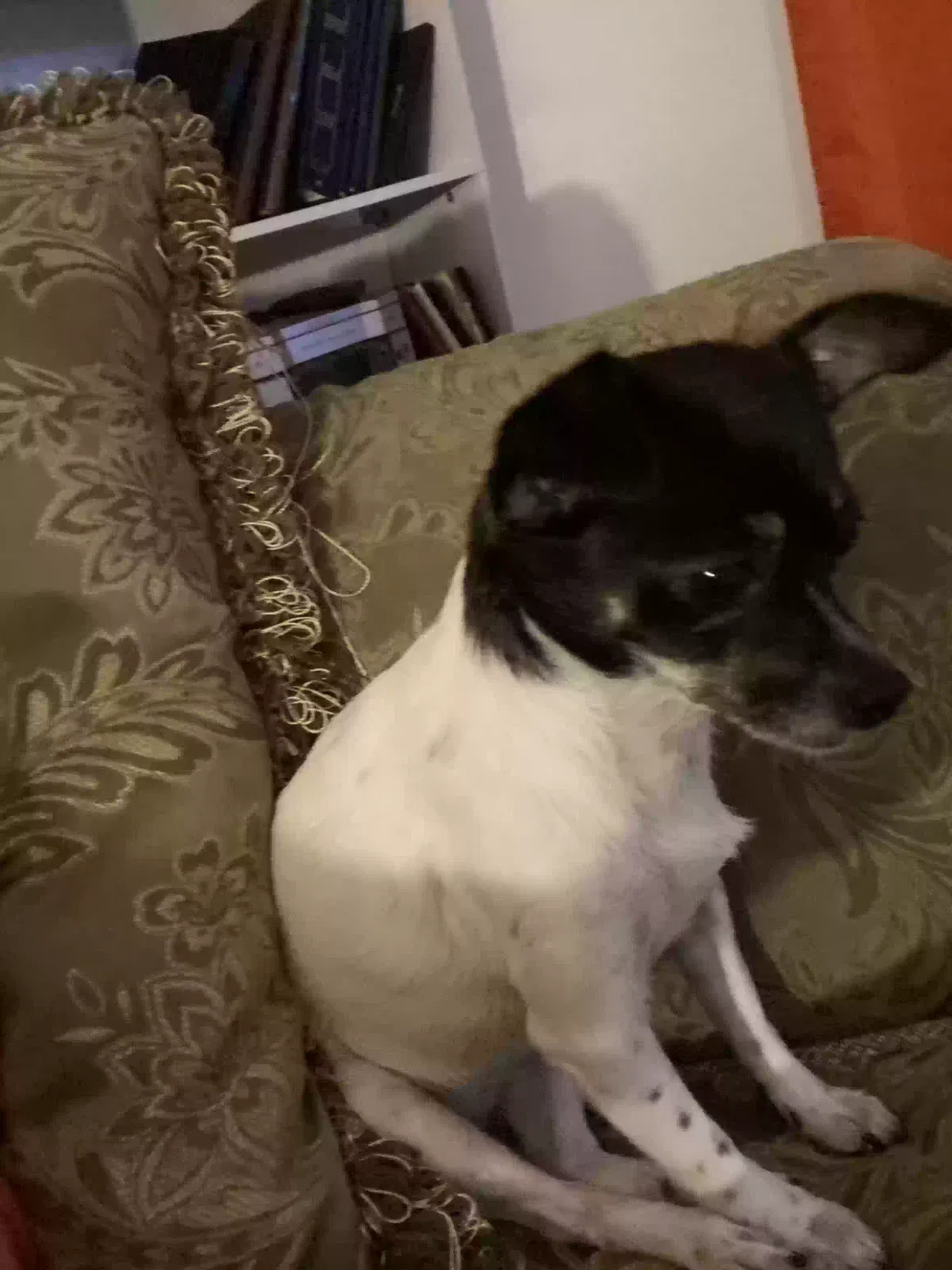 Lost dog in Marietta, GA, 30067