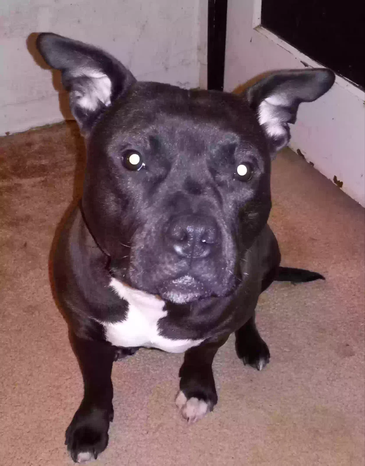 Found dog in Aurora, CO, 80010