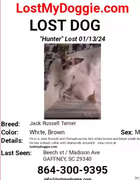 Lost dog in Gaffney, SC, 29340