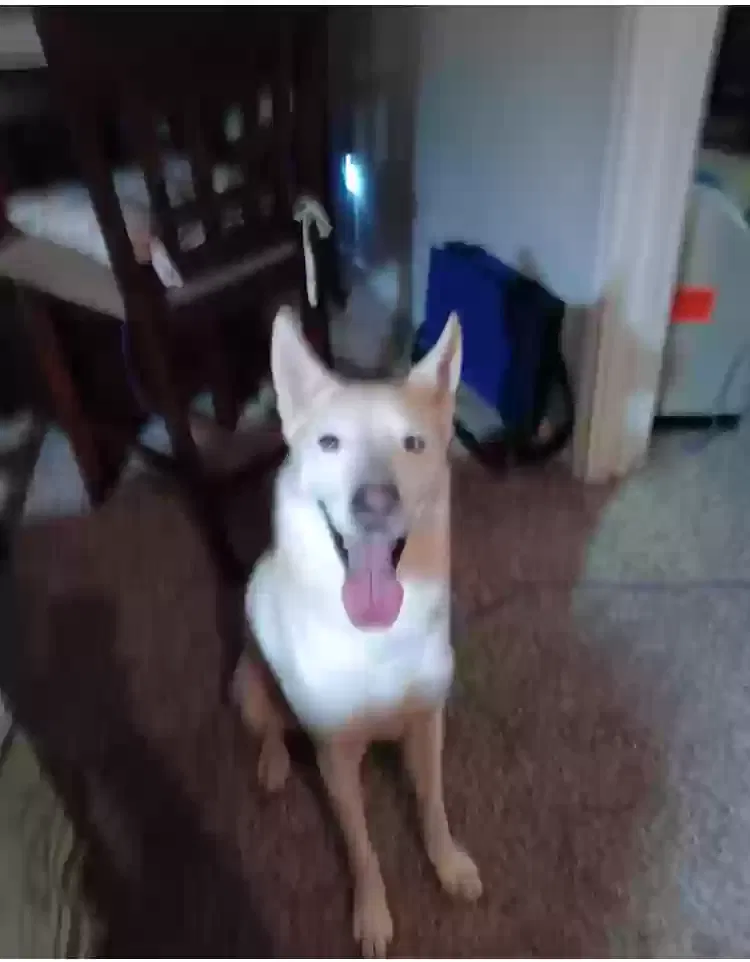Found dog in Baytown, TX, 77521