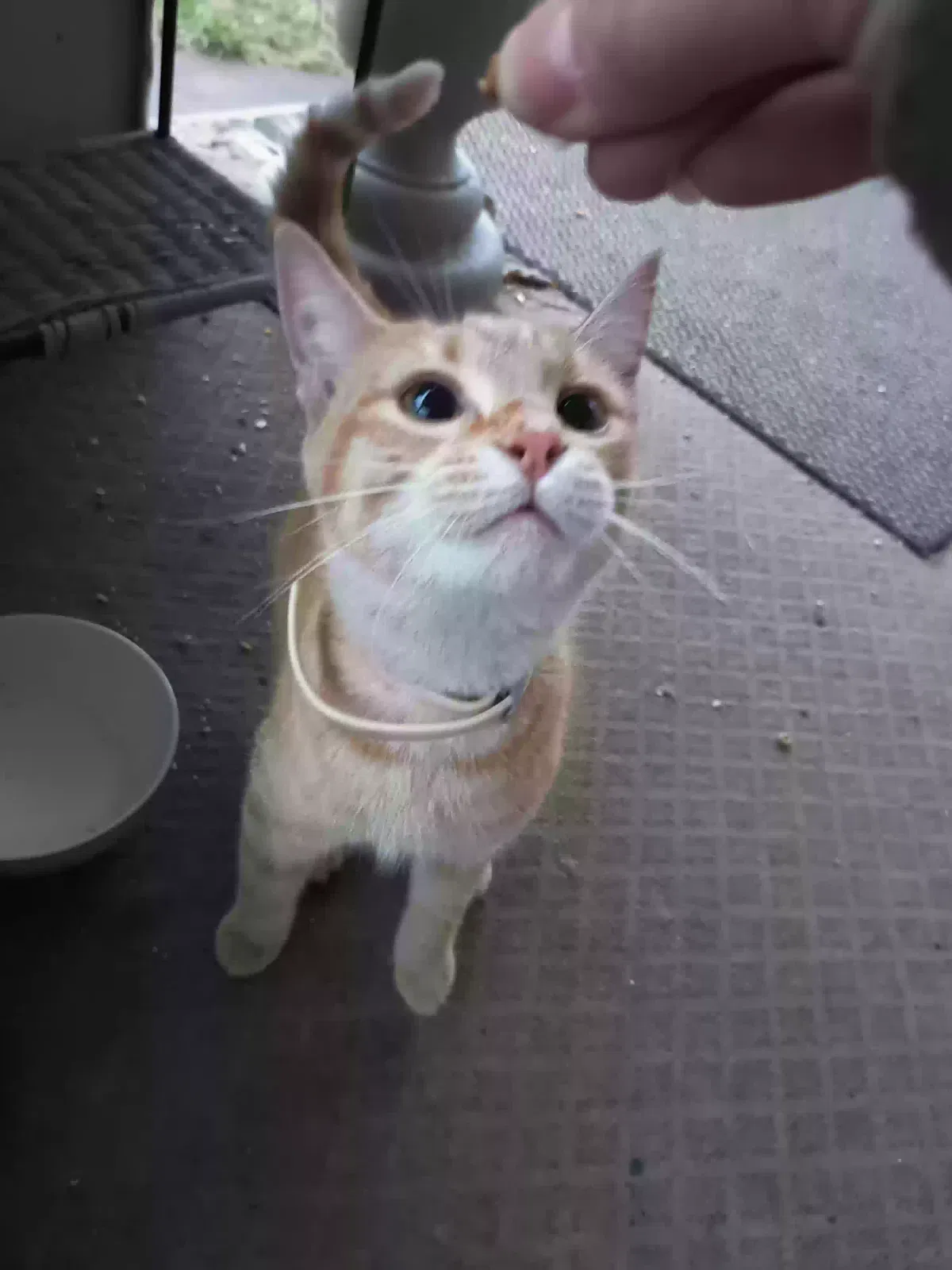 Found cat in Youngstown, OH, 44509