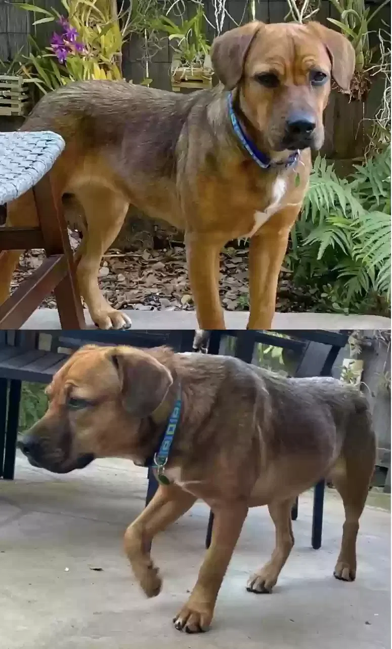 Lost dog in Santa Barbara, CA, 93111