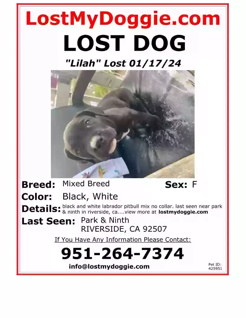Lost dog in Riverside, CA, 92507