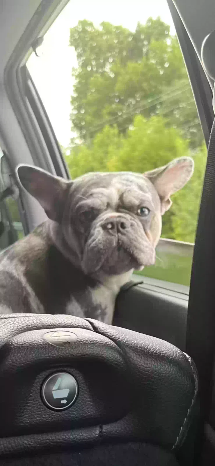 Lost dog in Dalton, GA, 30721