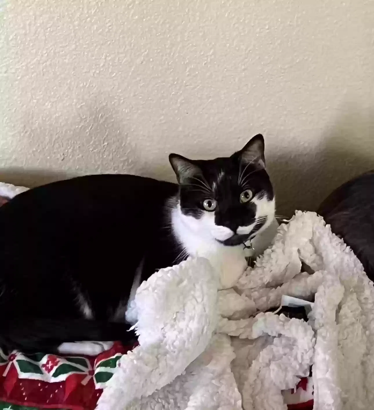 Lost cat in Fair Oaks, CA, 95628