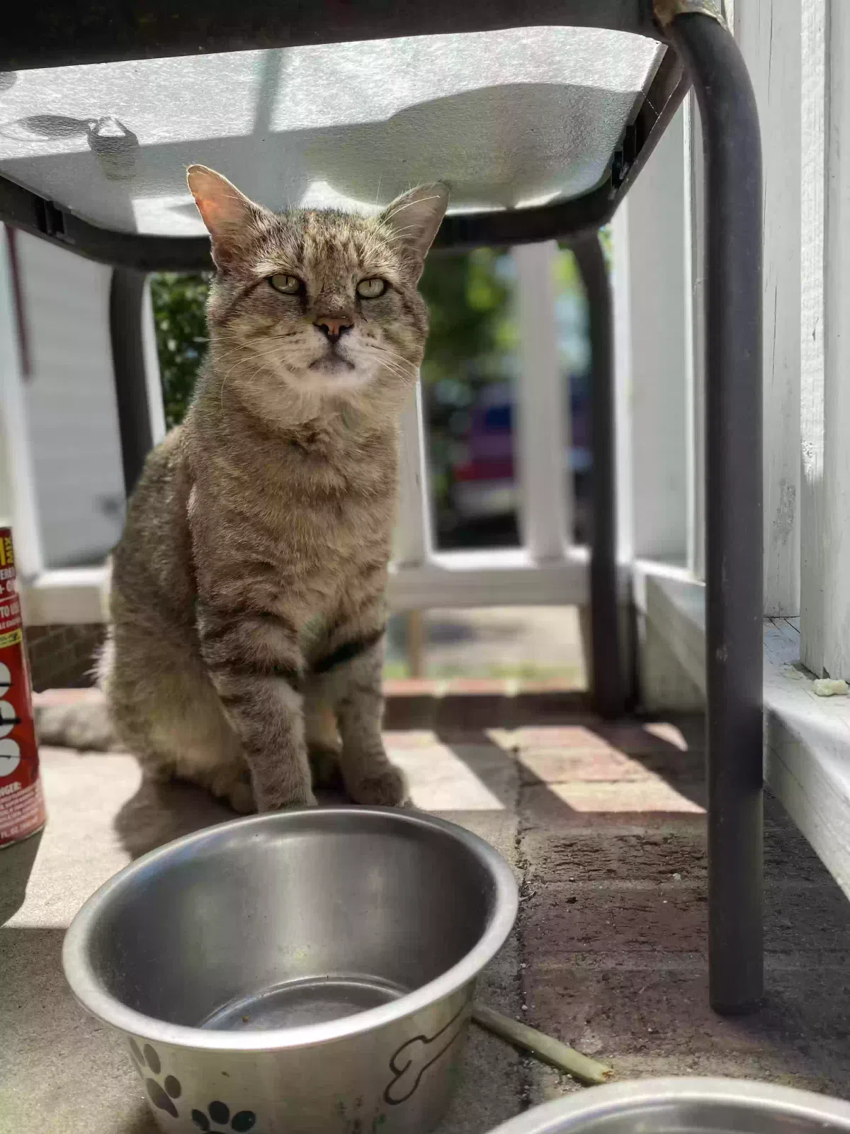 Lost cat in Vass, NC, 28394