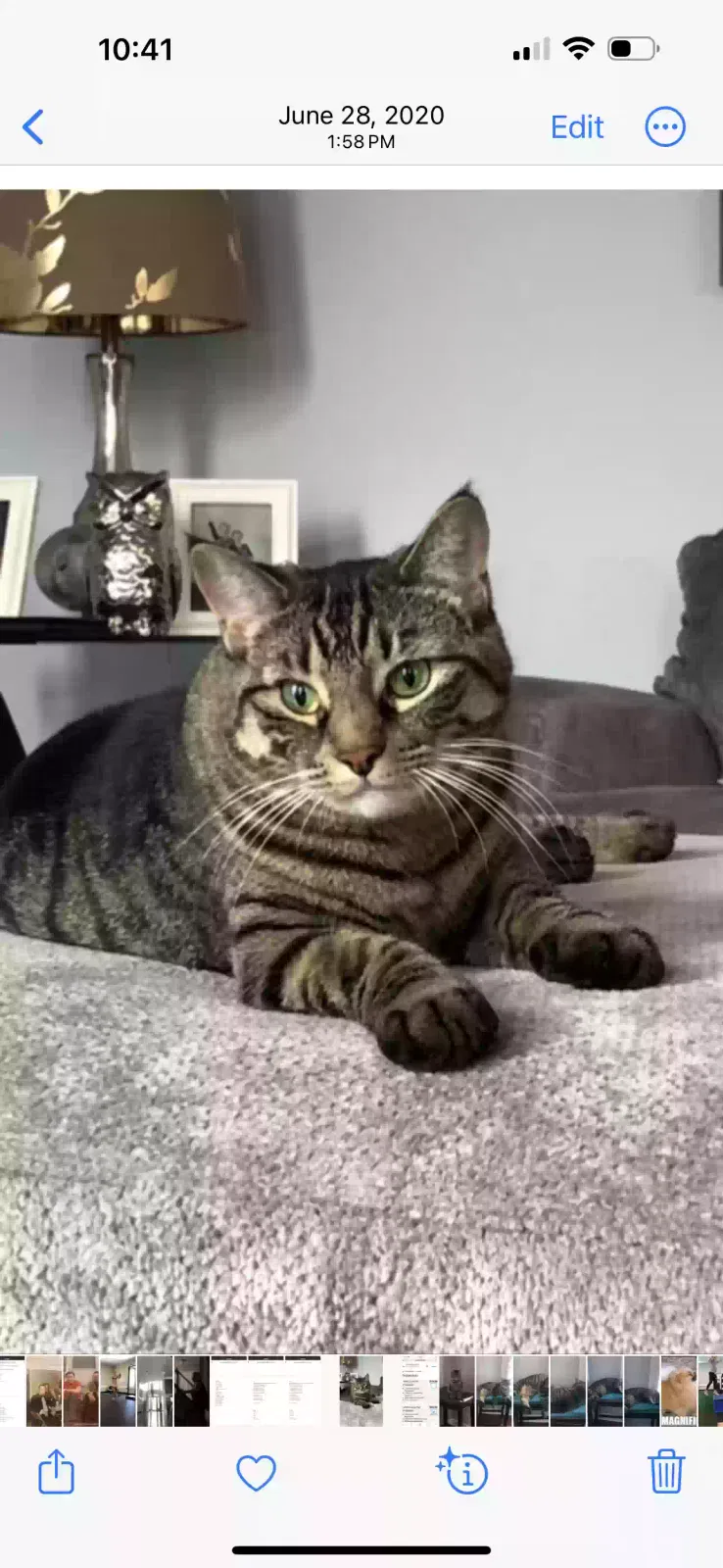 Lost cat in Rochester, NY, 14612