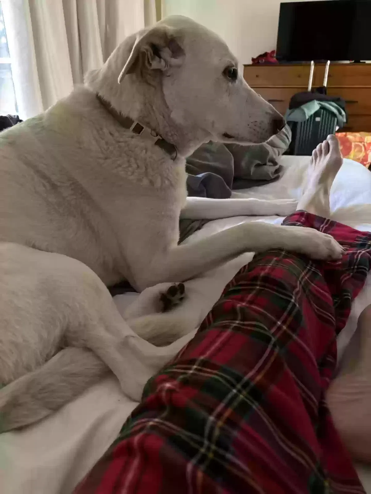 Lost dog in Unknown, CA, 90120