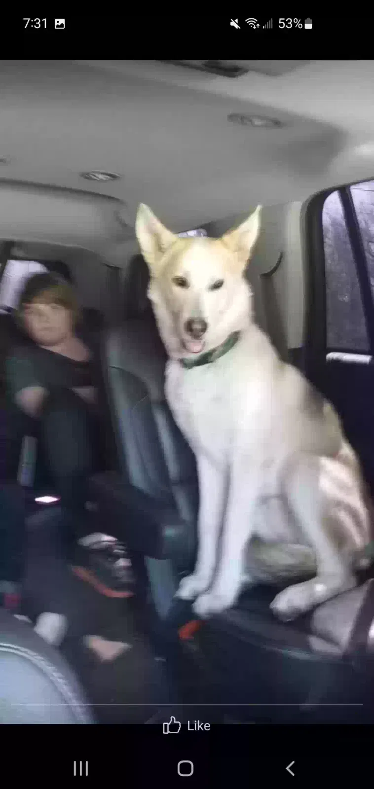 Lost dog in Wayland, MO, 63472