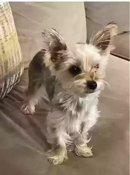 Lost dog in Memphis, TN, 38119