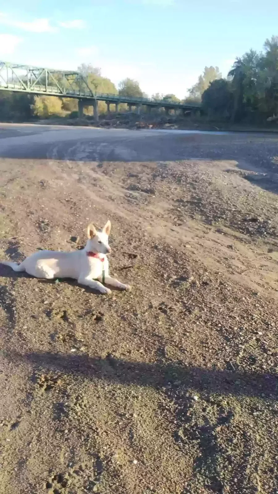 Lost dog in Alexandria, MO, 63430