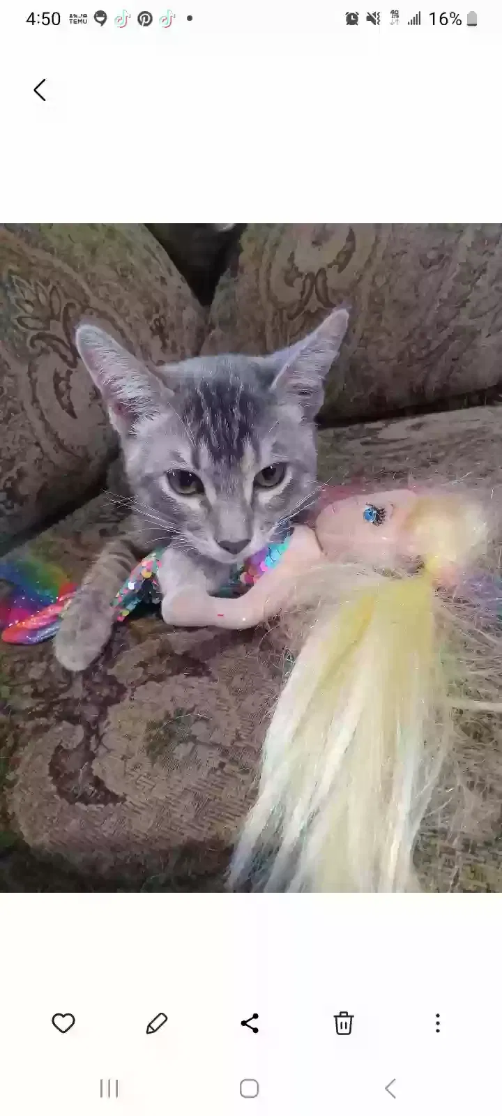 Lost cat in Bacliff, TX, 77518