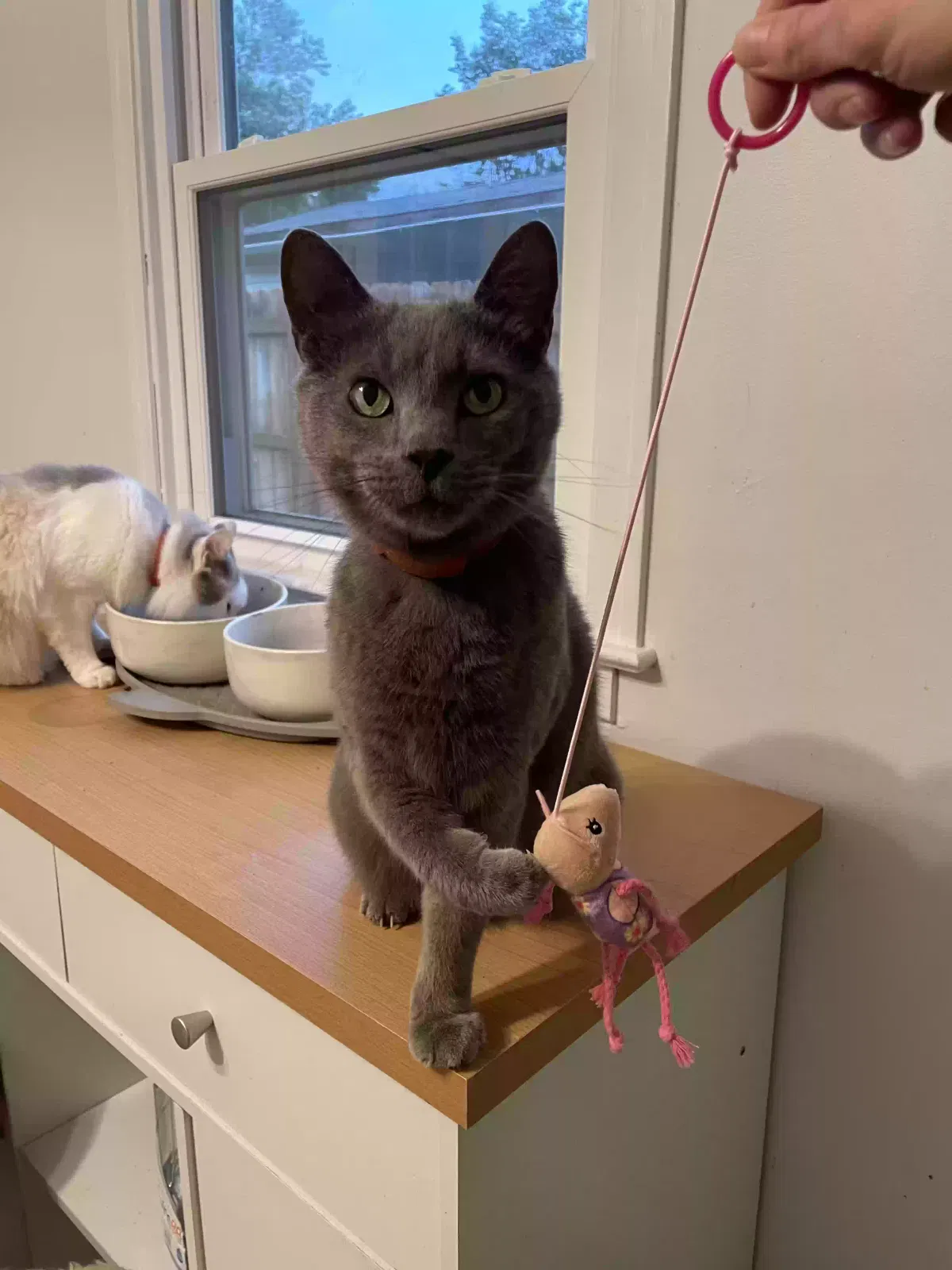 Lost cat in Elizabethton, TN, 37643