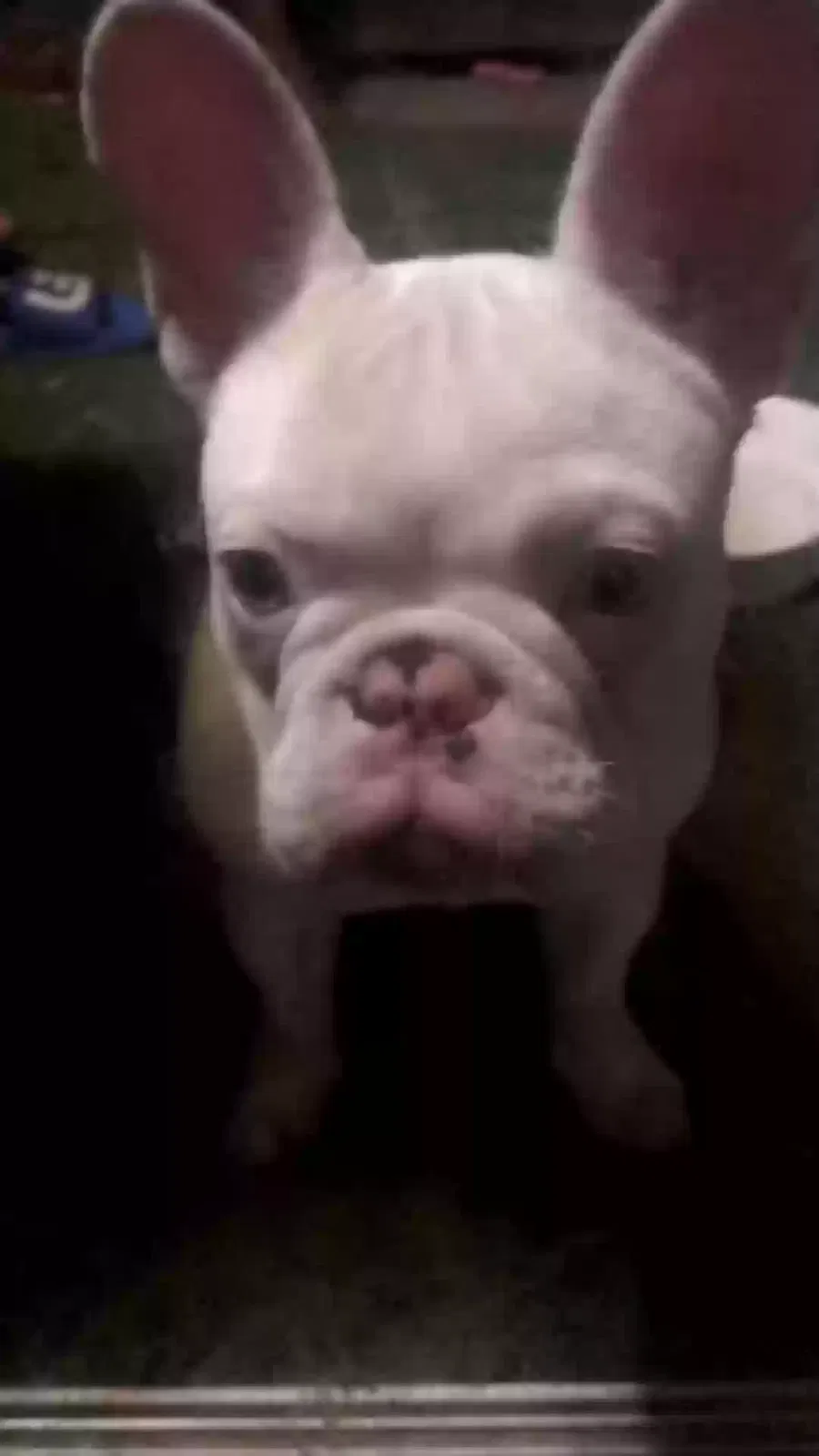 Lost dog in Van Nuys, CA, 91405