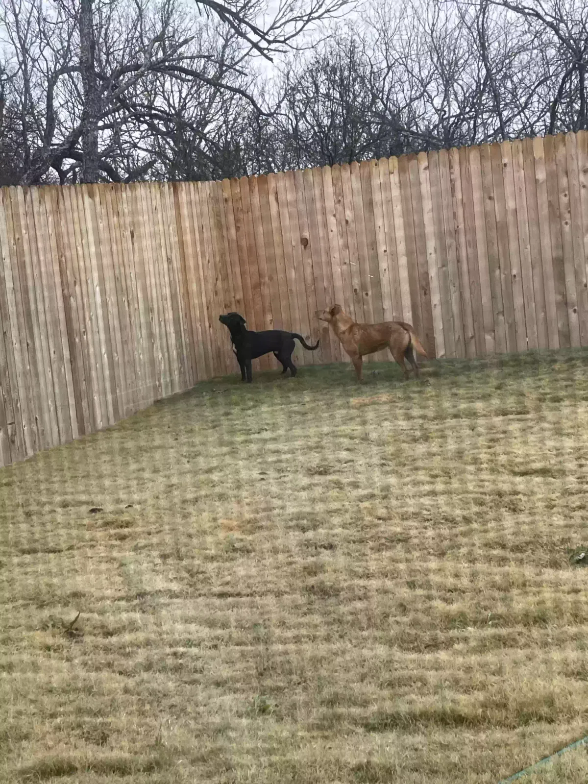 Found dog in Elmendorf, TX, 78112