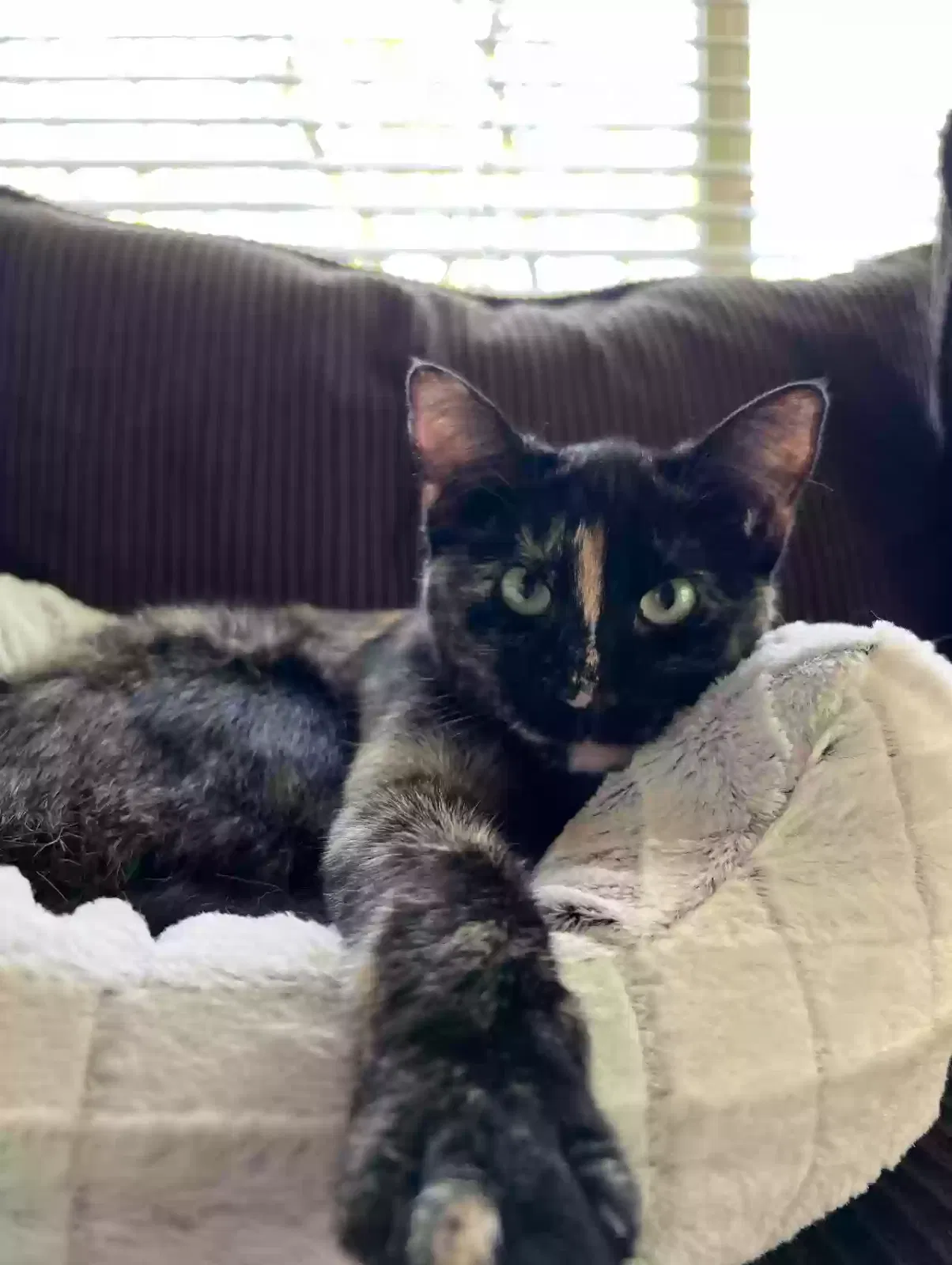 Lost cat in Menifee, CA, 92584