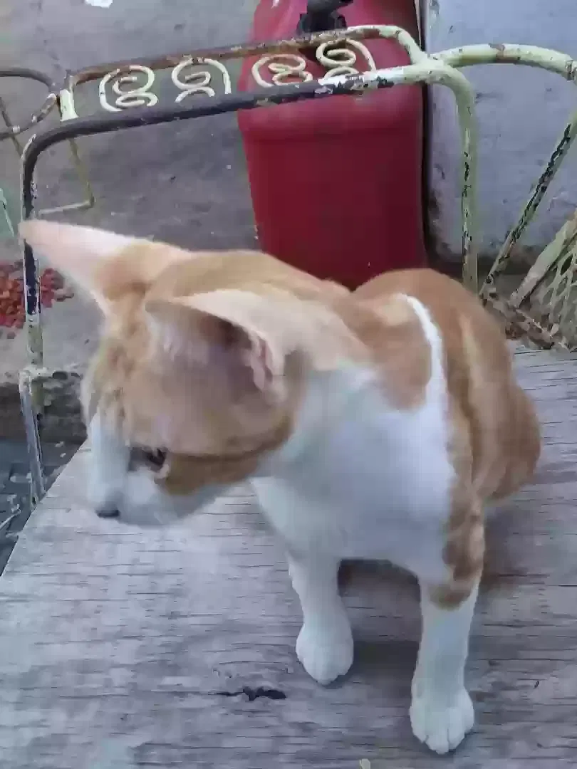 Lost cat in Laredo, TX, 78040