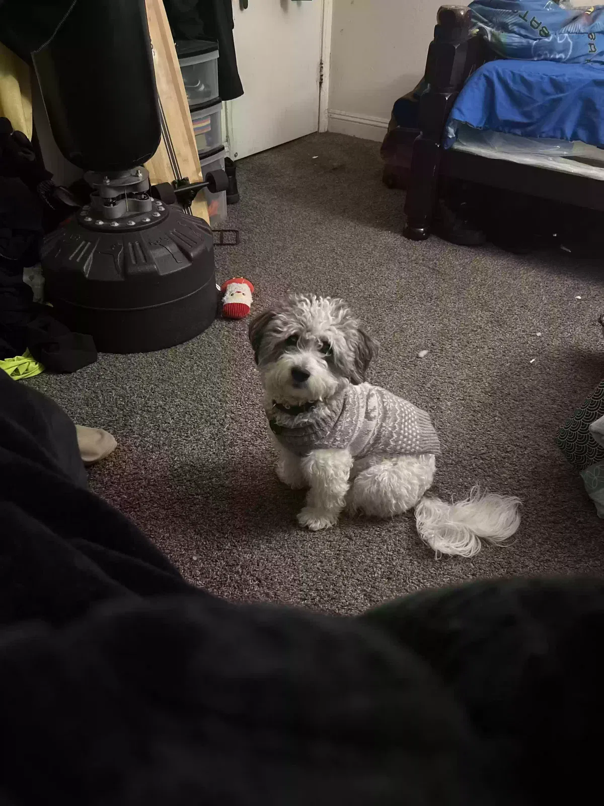 Lost dog in Las Vegas, NV, 89119