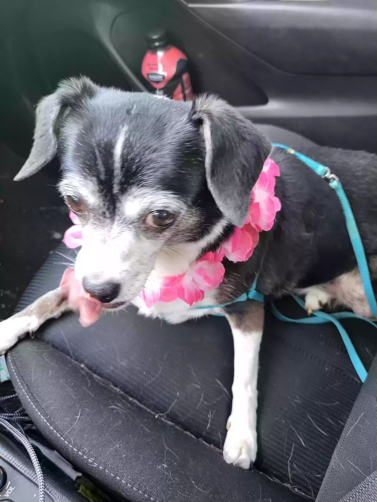 Lost dog in Mesa, AZ, 85204