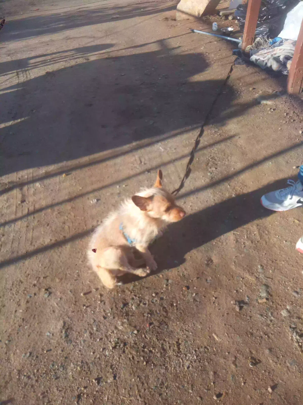 Lost dog in Perris, CA, 92570