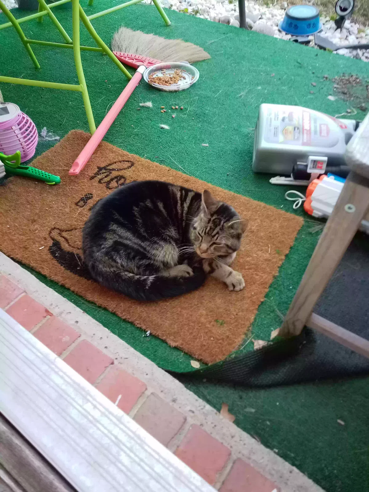 Found cat in Arlington, TX, 76002