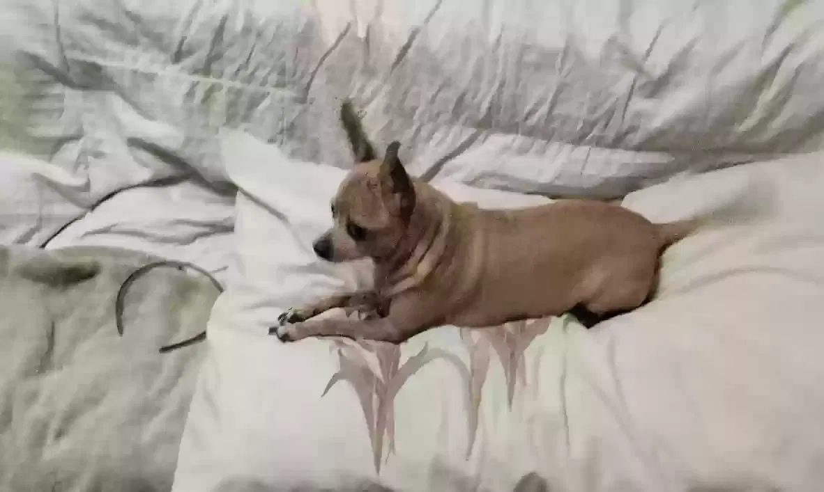 Lost dog in Glendale, AZ, 85303