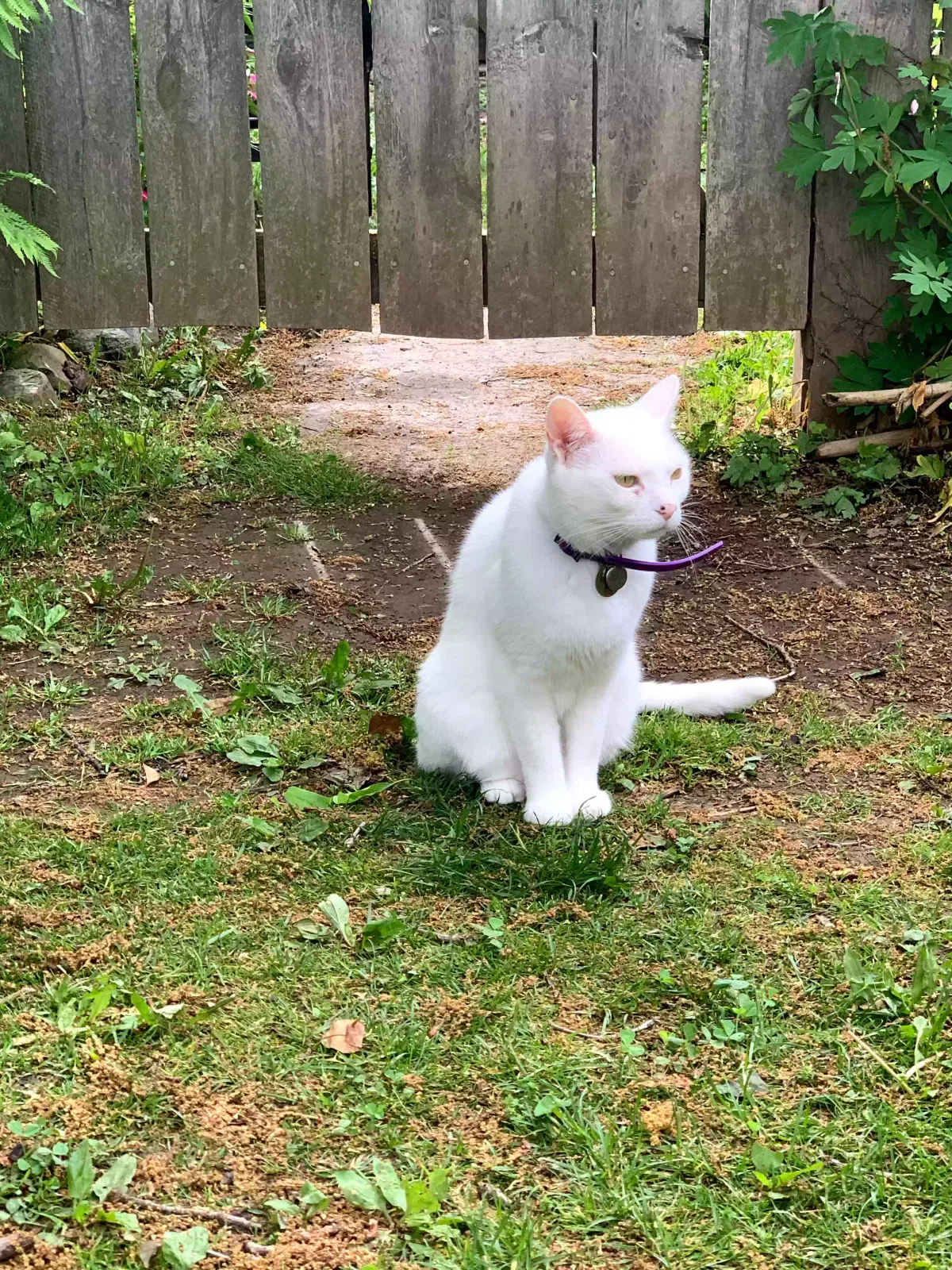 Lost cat in Piqua, OH, 45356