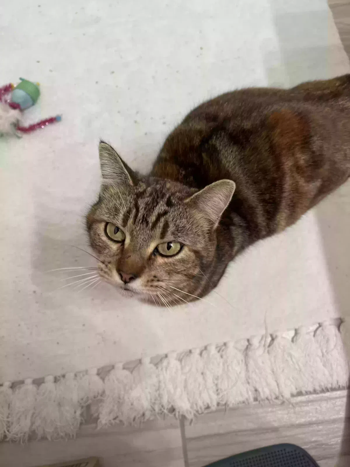 Found cat in Converse, TX, 78109