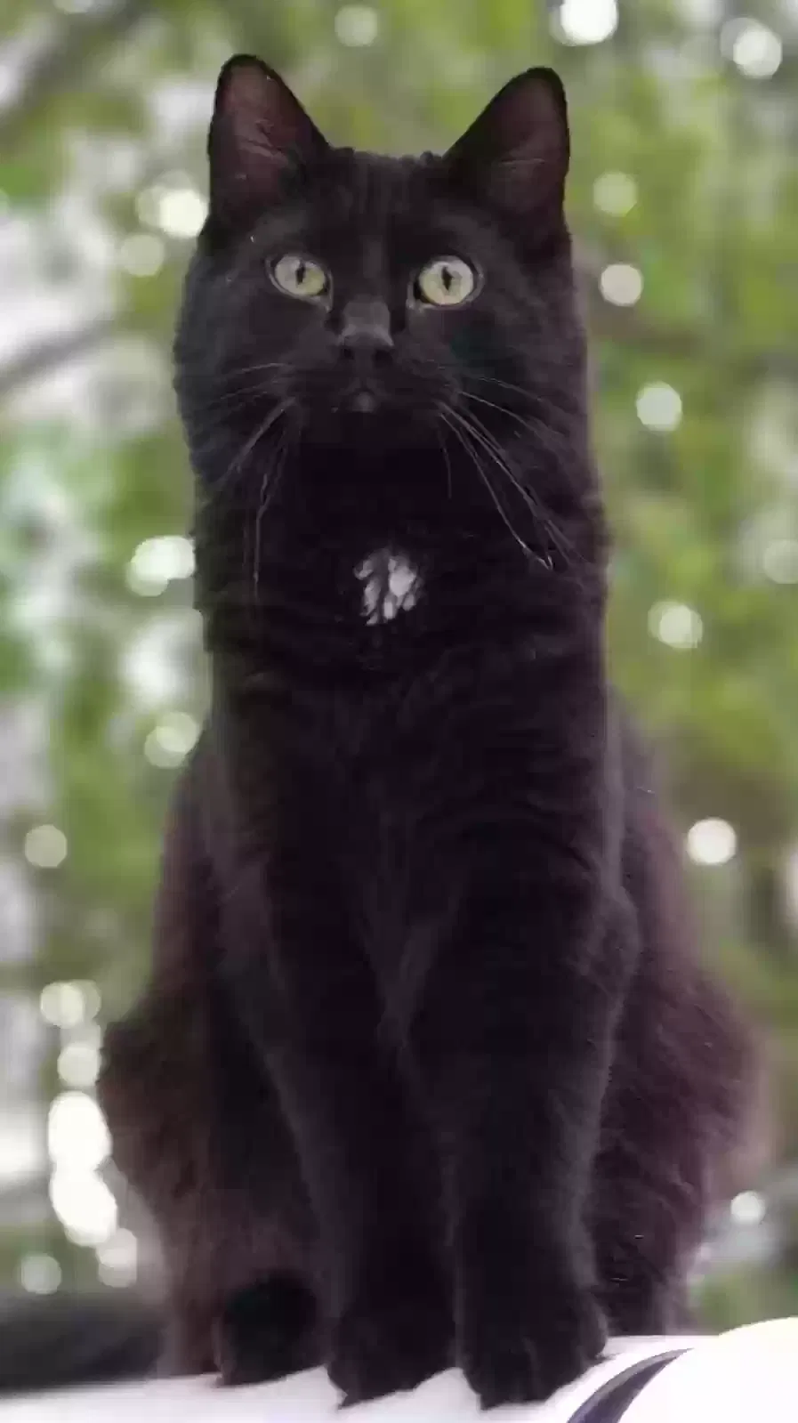 Lost cat in Maywood, MO, 63454