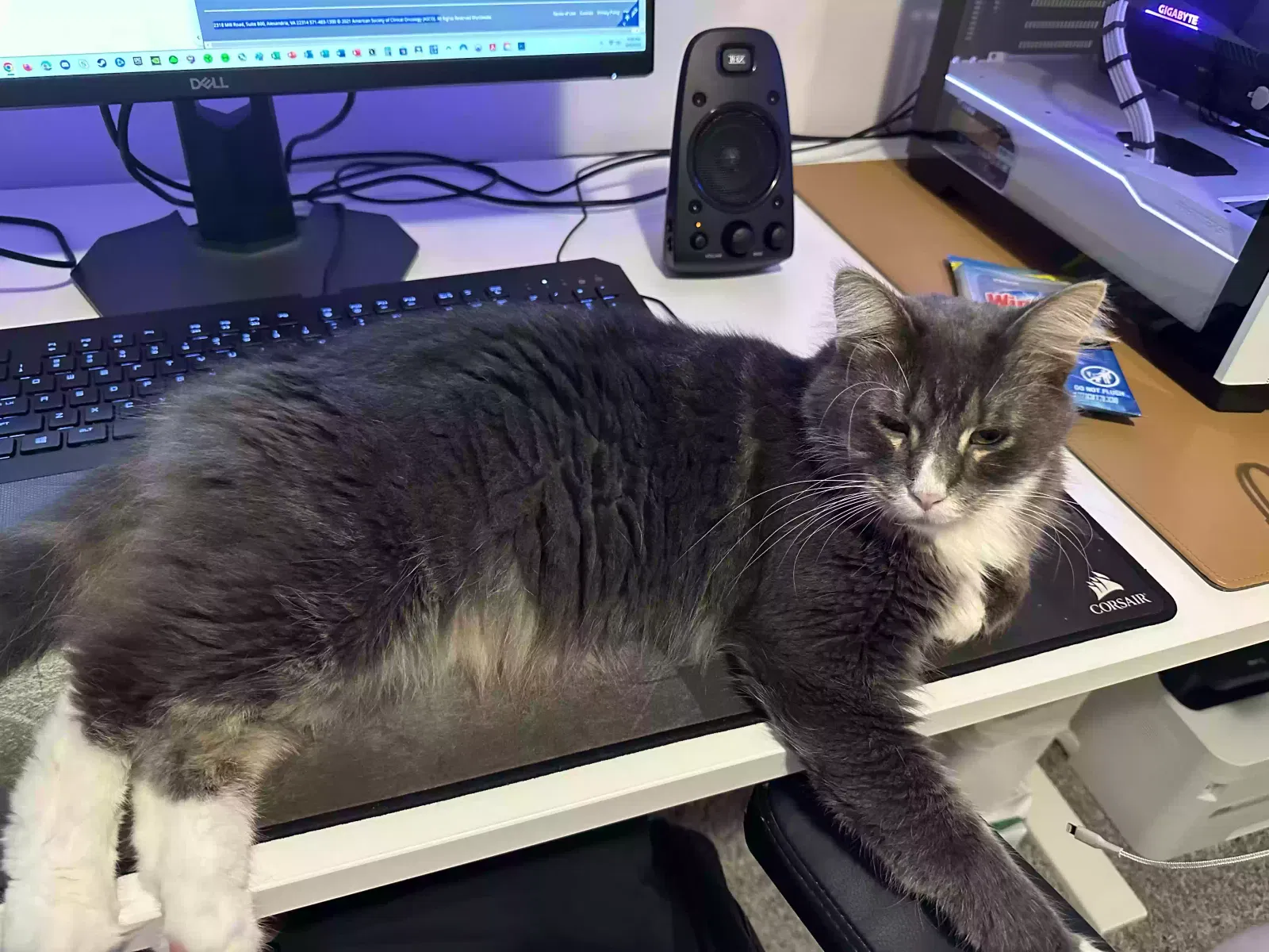 Lost cat in Stuart, FL, 34994