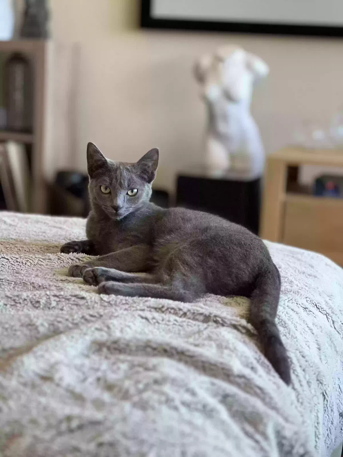 Lost cat in Sierra Vista, AZ, 85650