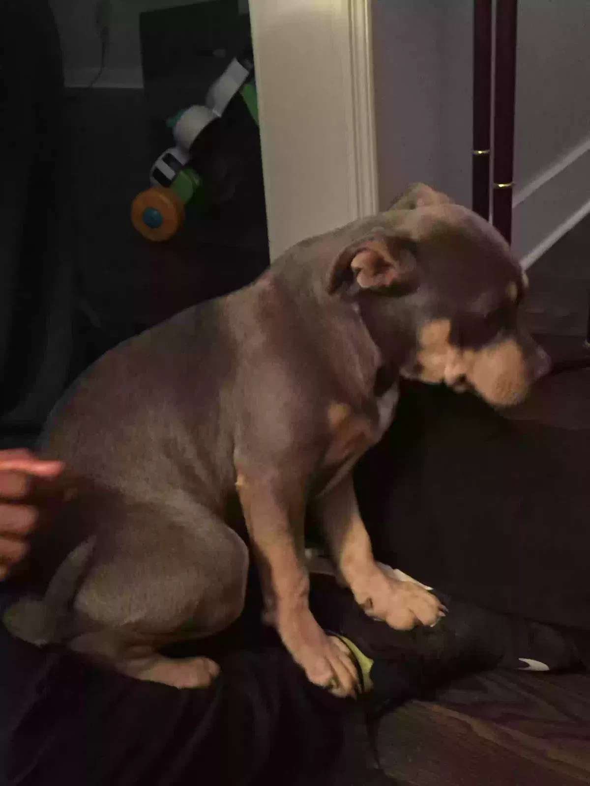 Lost dog in Ridgeville, SC, 29472