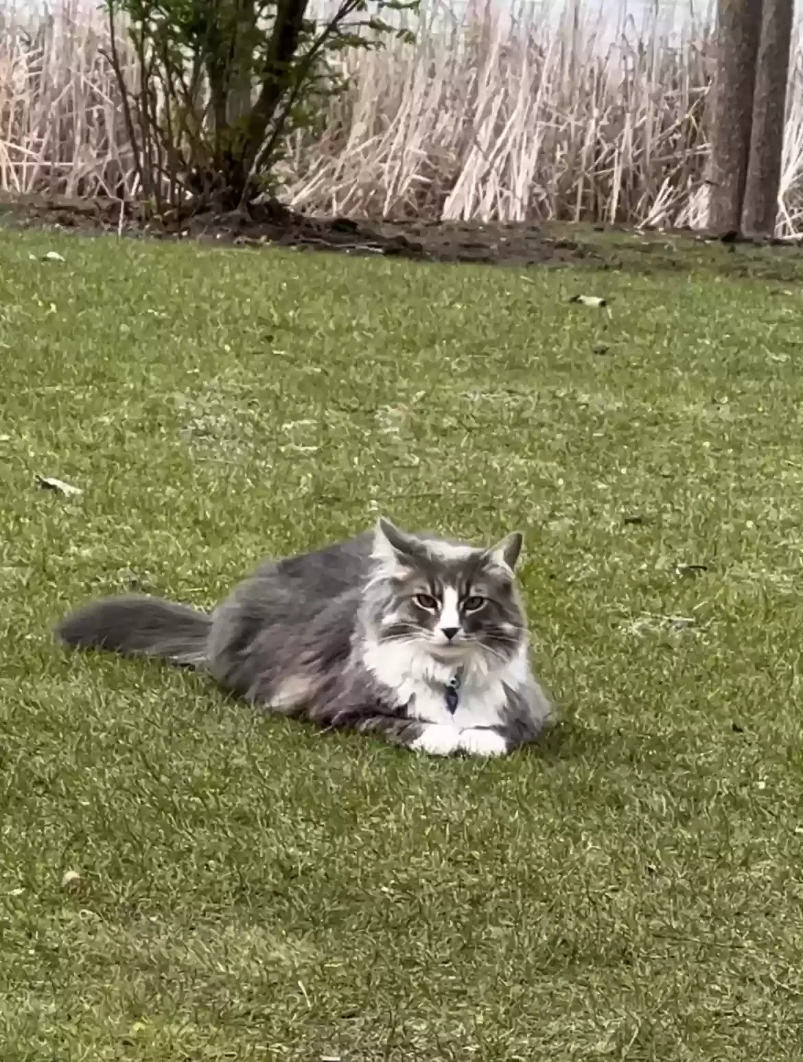 Lost cat in Streamwood, IL, 60107